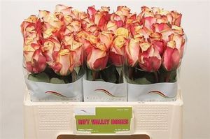 ROSE PEBBLES KENIA 50